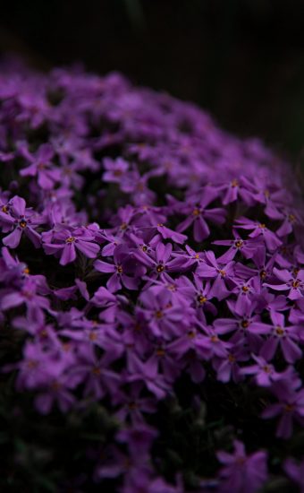 Purple Phone Image 001 340x550