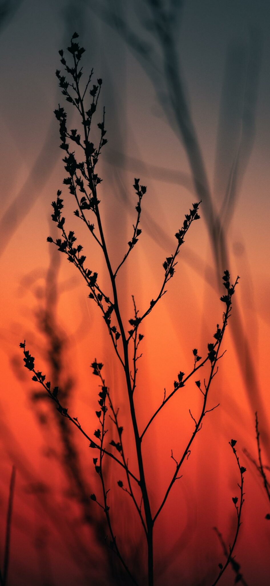1170x2532 Wallpaper - 161