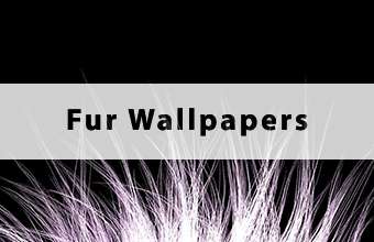 Fur Wallpapers